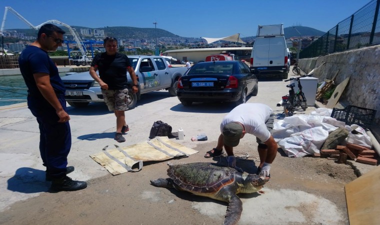 Kuşadasında deniz kaplumbağası ölü olarak bulundu