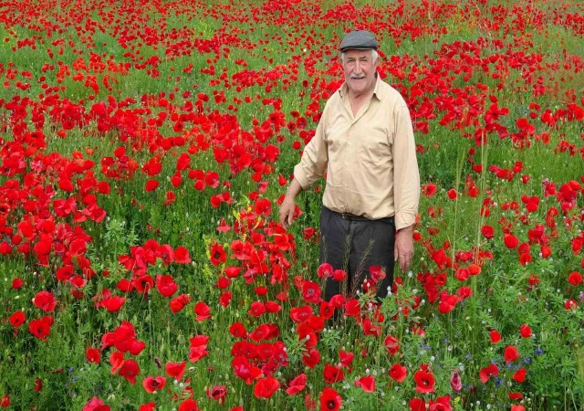 Kütahyada gelincik tarlası görsel şölen sunuyor