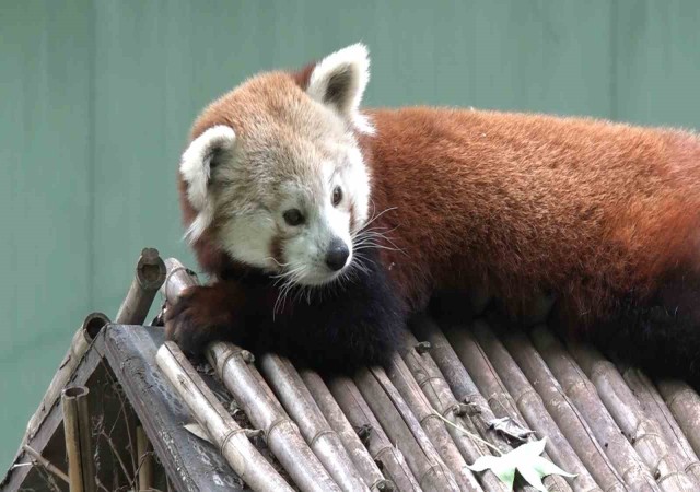 Macaristandan Bursaya getirilen kızıl pandanın keyfi yerinde