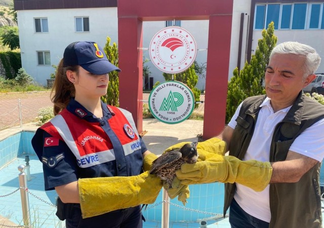 Malatyada yaralı bulunan doğan tedavi altına alındı