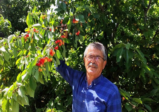 Malatyalı kiraz üreticilerinin umudu ihracatçıların gelmesi