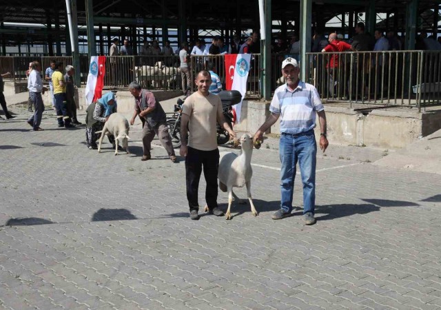 Manisada damızlık koçlar sahiplerini buldu