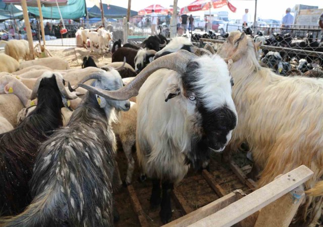 Meramda kurbanlık satışları için yer tahsis işlemleri başlıyor