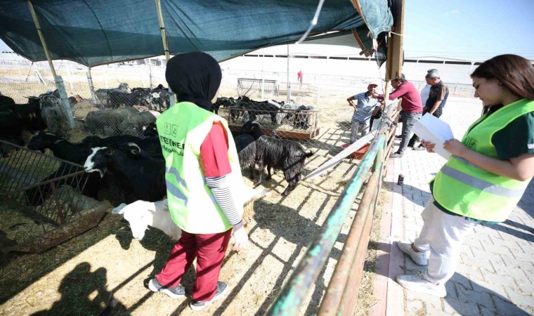 Meramdaki hayvan satış alanında kurban hareketliliği