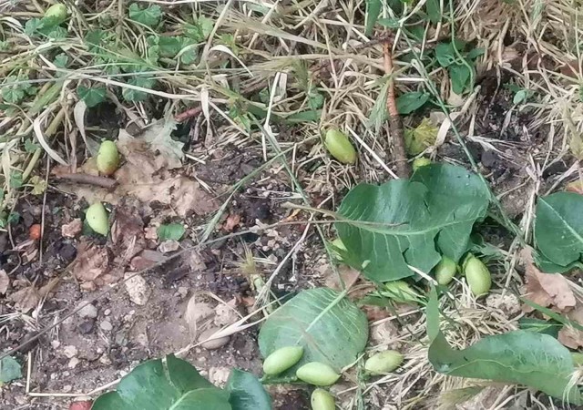 Mersinde sağanak ve dolu yağışı bahçe ve yollara zara verdi