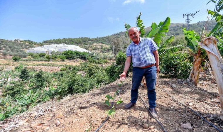 Mersinde üreticilere passiflora fidesi desteği