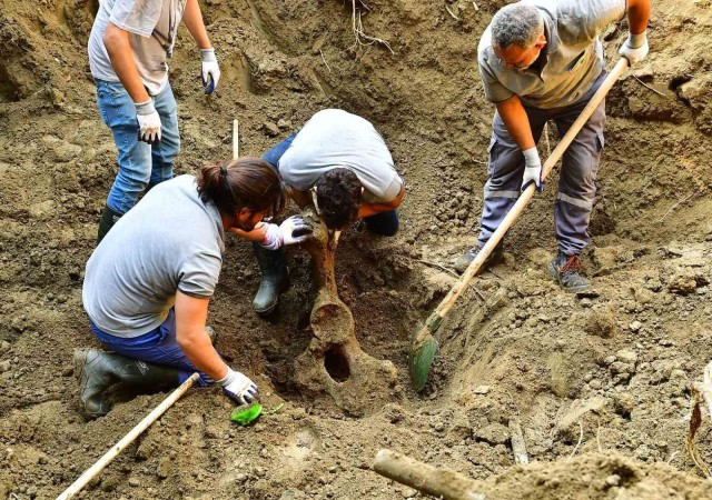 Mezarı açıldı, 16 yıl önce ölen fil Pak Bahadırın kemikleri titizlikle çıkarılıyor