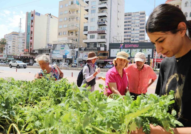 Mezitli Belediyesinden vatandaşlara sebze fidesi