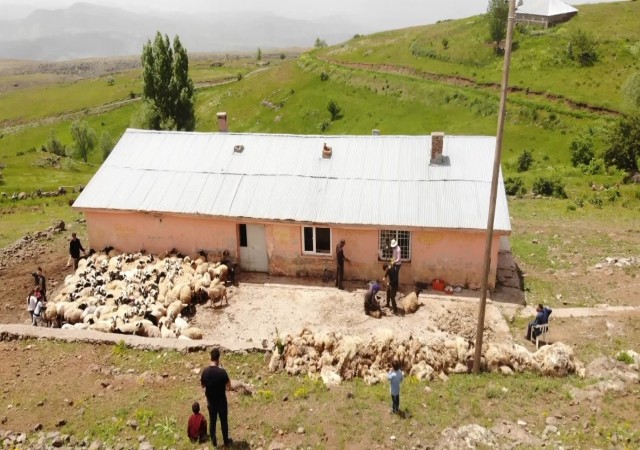 Muşta koyun kırkma mesaisi başladı