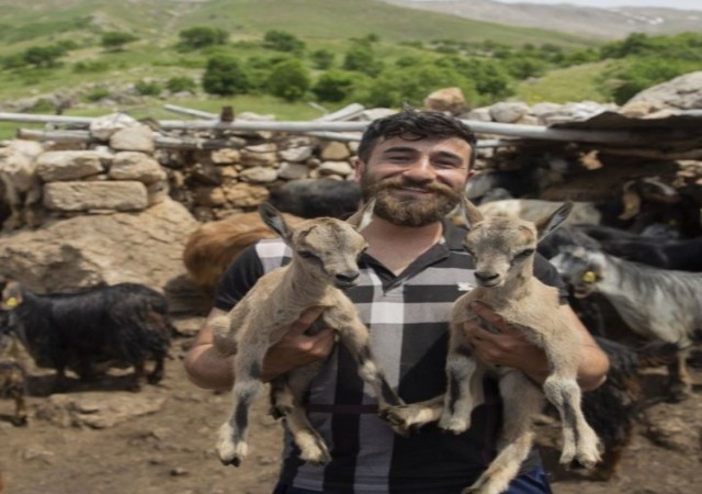 Öksüz kalan yaban keçileri Munzur ve Dersimden güzel haber