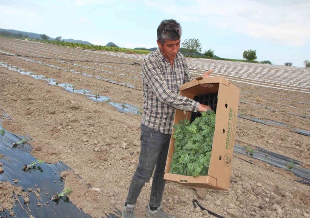 Osmaneli Karpuzunun son fideleri toprakla buluşuyor