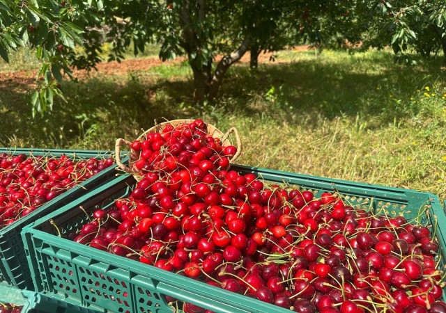 Osmaniyede ihracatlık kiraz hasadı başladı