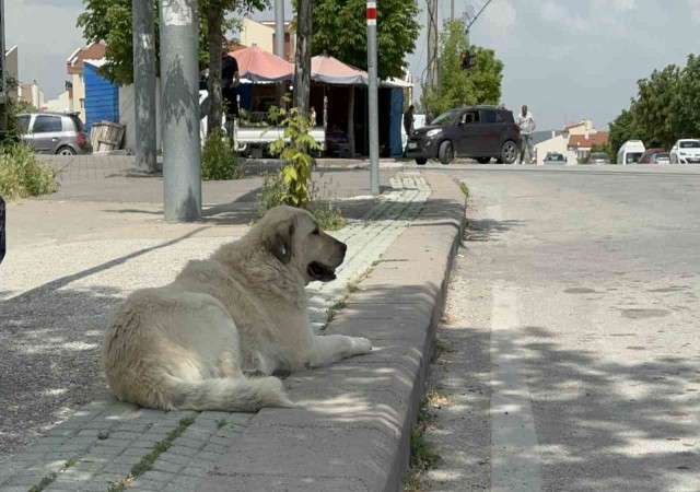 (ÖZEL) Başıboş sokak köpekleri site sakinlerini bezdirdi