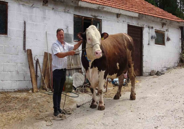 (Özel) Çanakkalede 1.6 tonluk boğa, 220 bin TLden alıcısını bekliyor