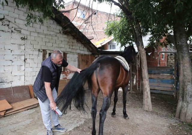 (Özel) Uludağ isimli tay annesinin karnındayken satıldı