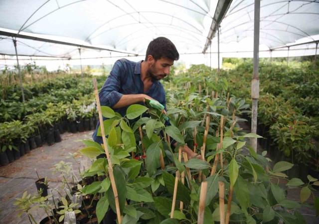 Portakal ağaçları arasında avokado üretimine başladı, şimdi ihracat aşamasında