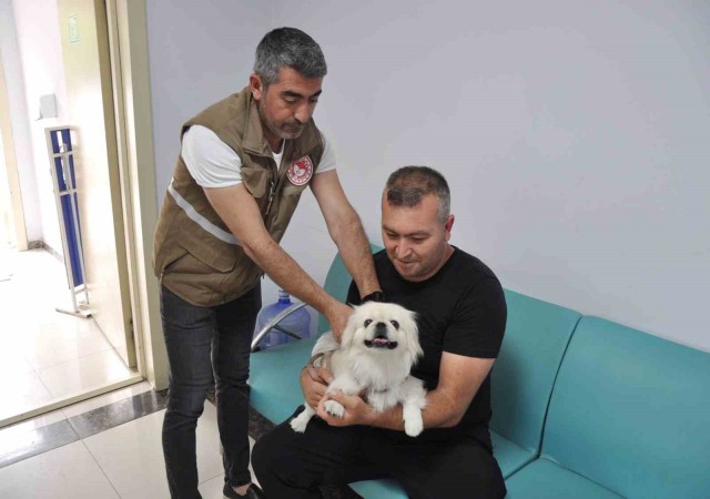 Salihlide bin kedi ve köpeğe mikroçip takıldı