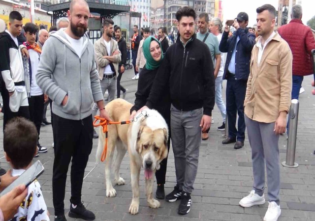 Şampiyon dev köpek Taksimde ilgi odağı oldu