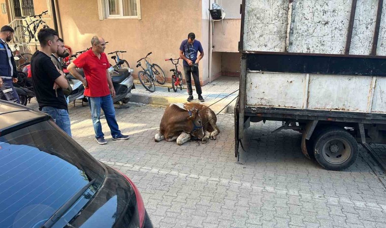 Sancaktepede kaçan kurbanlık yakalandı, 1 kişi yaralandı