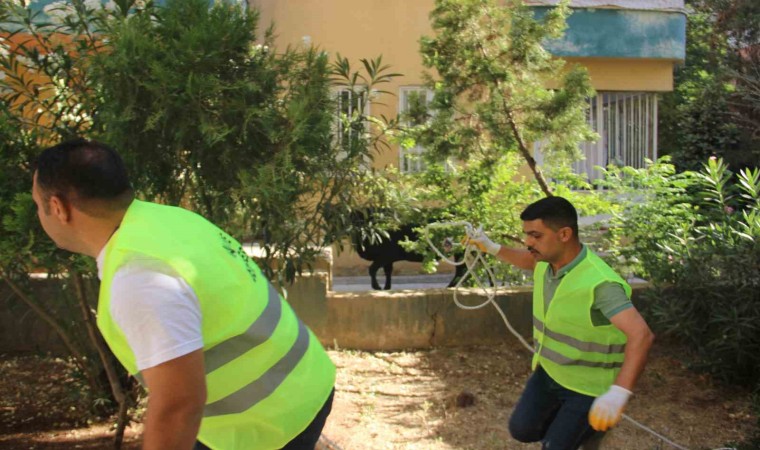 Şanlıurfada kaçan büyükbaş kurbanlık zor anlar yaşattı