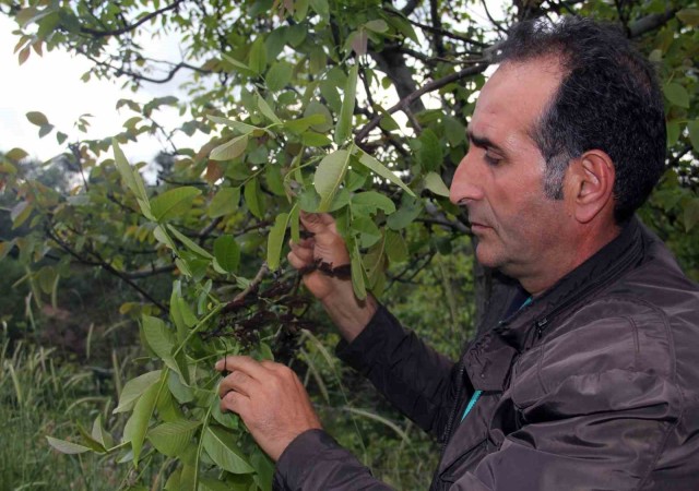 Şebin cevizini zirai don vurdu