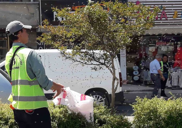 Şehrin göbeğinde arılar oğul verdi