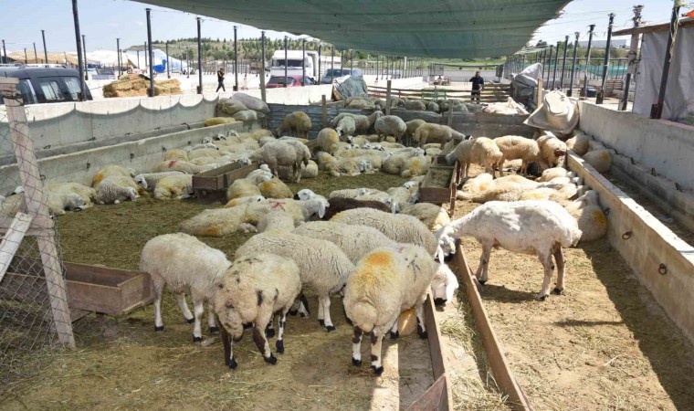 Selçukluda kurban satış ve kesim yerleri hazır