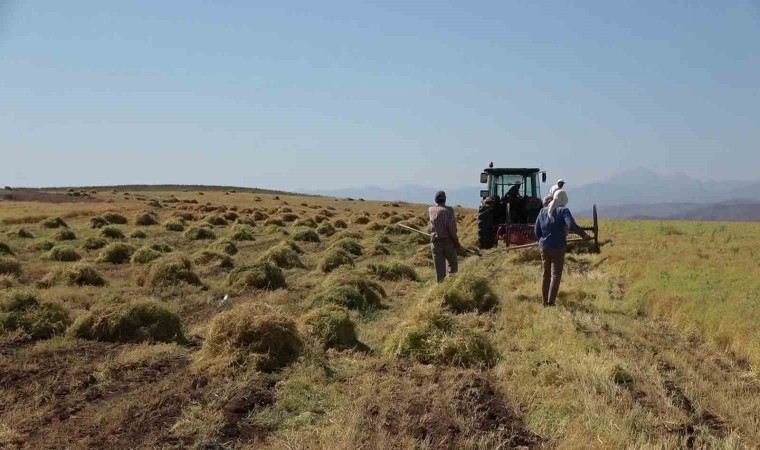 Siirtte bayramda da hasat sürüyor