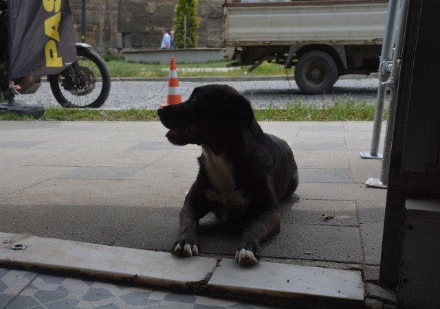 Sinopta esnafın maskotu olan “pati” isimli köpek kuryelerle paket servisine çıkıyor