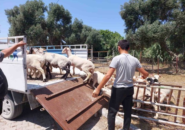 Söke Hayvan Pazarında satıcılar müşterilerini bekliyor