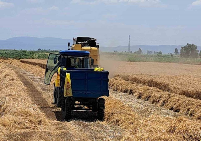 Söke Ovasında Buğday hasadı gecikmeli de olsa başladı