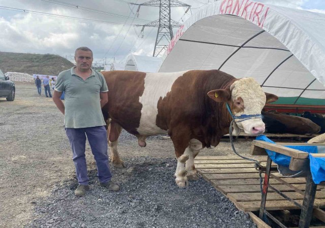 Sultangazi kurban pazarının en büyüğü “Ilgaz” alıcısını bekliyor