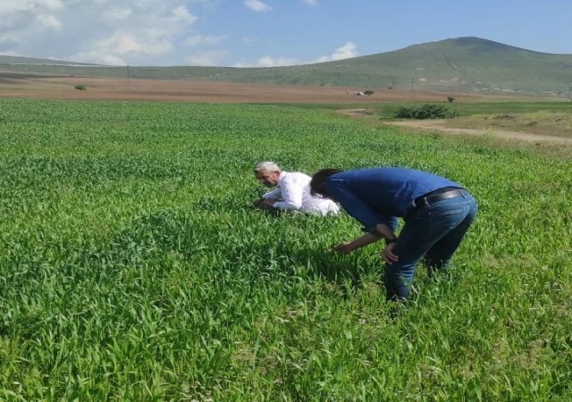 Tatvandaki tahıl üretim alanlarında hastalık kontrolleri yapıldı