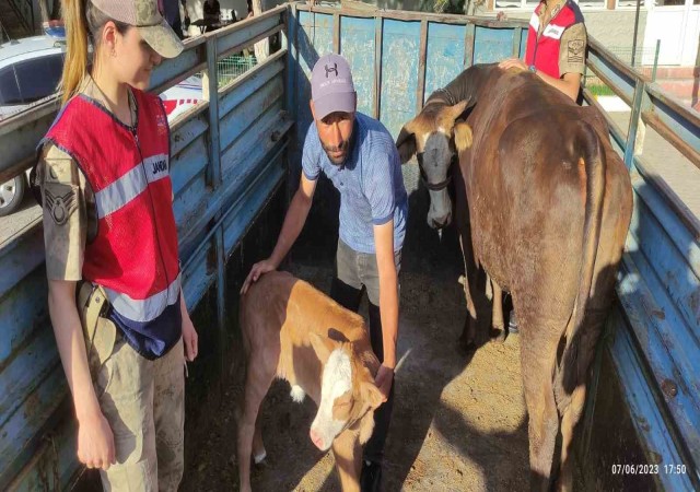 Tek ineğiydi çalındı, jandarma buldu