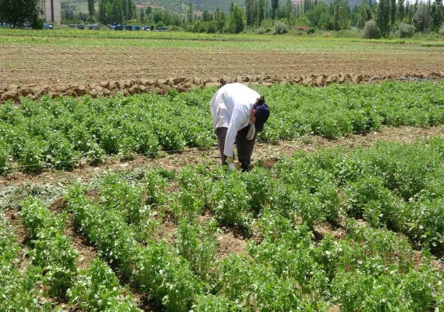 Tokatta anason üretimi için araştırma yapılıyor