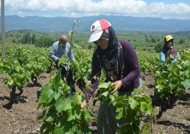 Tokatta bağ yaprağı hasadı başladı