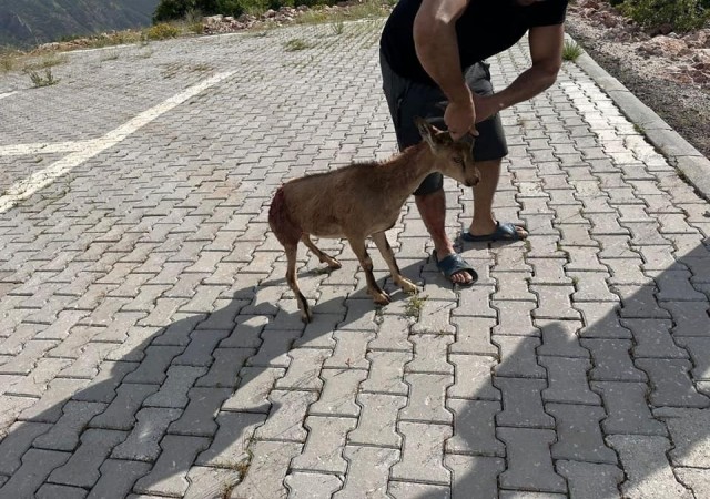 Tuncelide yaralı bulunan dağ keçisi koruma altına alındı