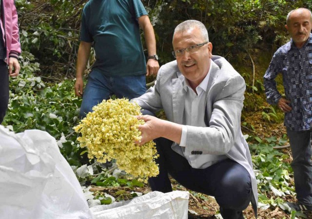 Türkiyenin en büyük ıhlamur ormanlarında hasat gün sayıyor