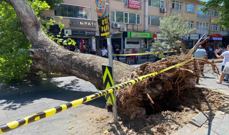 Üsküdarda asırlık çınar ağacının caddeye devrilmesi kameraya yansıdı