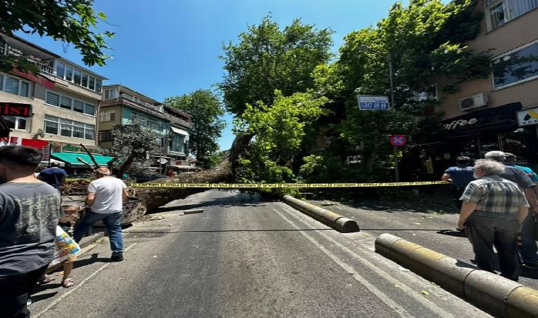 Üsküdar’da asırlık çınar ağacının devrildiği anlar kamerada