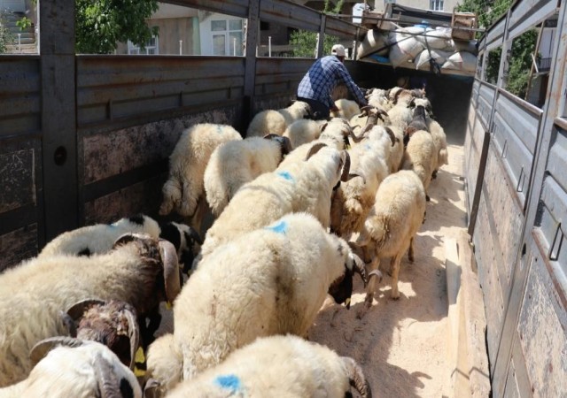 Vanda 58 bin kurbanlık hayvan sevk edilmeye hazır