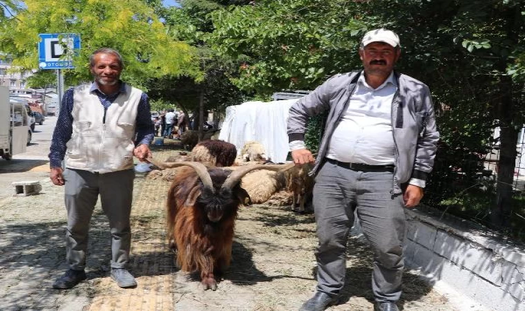 Van’da bayramın ilk günü elde kalan kurbanlıkların fiyatı düştü