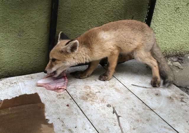 Vatandaşların bulduğu yavru tikiler koruma altında