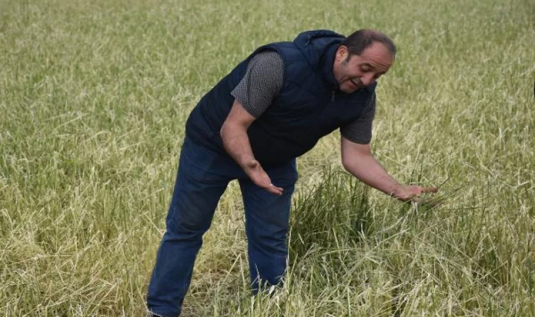 Yağışlar çiftçiye umut yerine ’kabus’ oldu