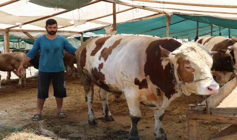 Yalova Kurban Pazarının ‘Şampiyonları alıcılarını bekliyor