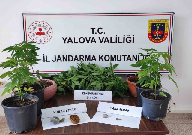 Yalovada evinde kenevir yetiştiren zanlı gözaltına alındı