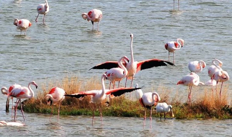 Yalova’daki Hersek Lagünü’nde kuş türü sayısı 10 yılda 2,5 kat arttı