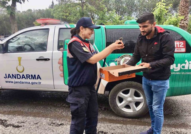 Yaralı Ebabil kuşu eve sığındı