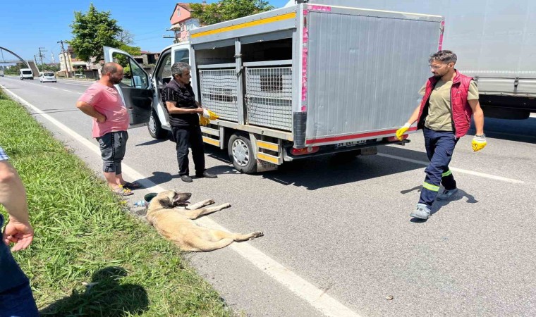 Yaralı köpek için seferber oldular