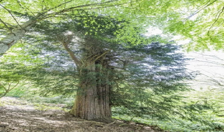 Yeni 53 tescil ile anıt ağaç sayısı 10 bin 506’ya yükseldi